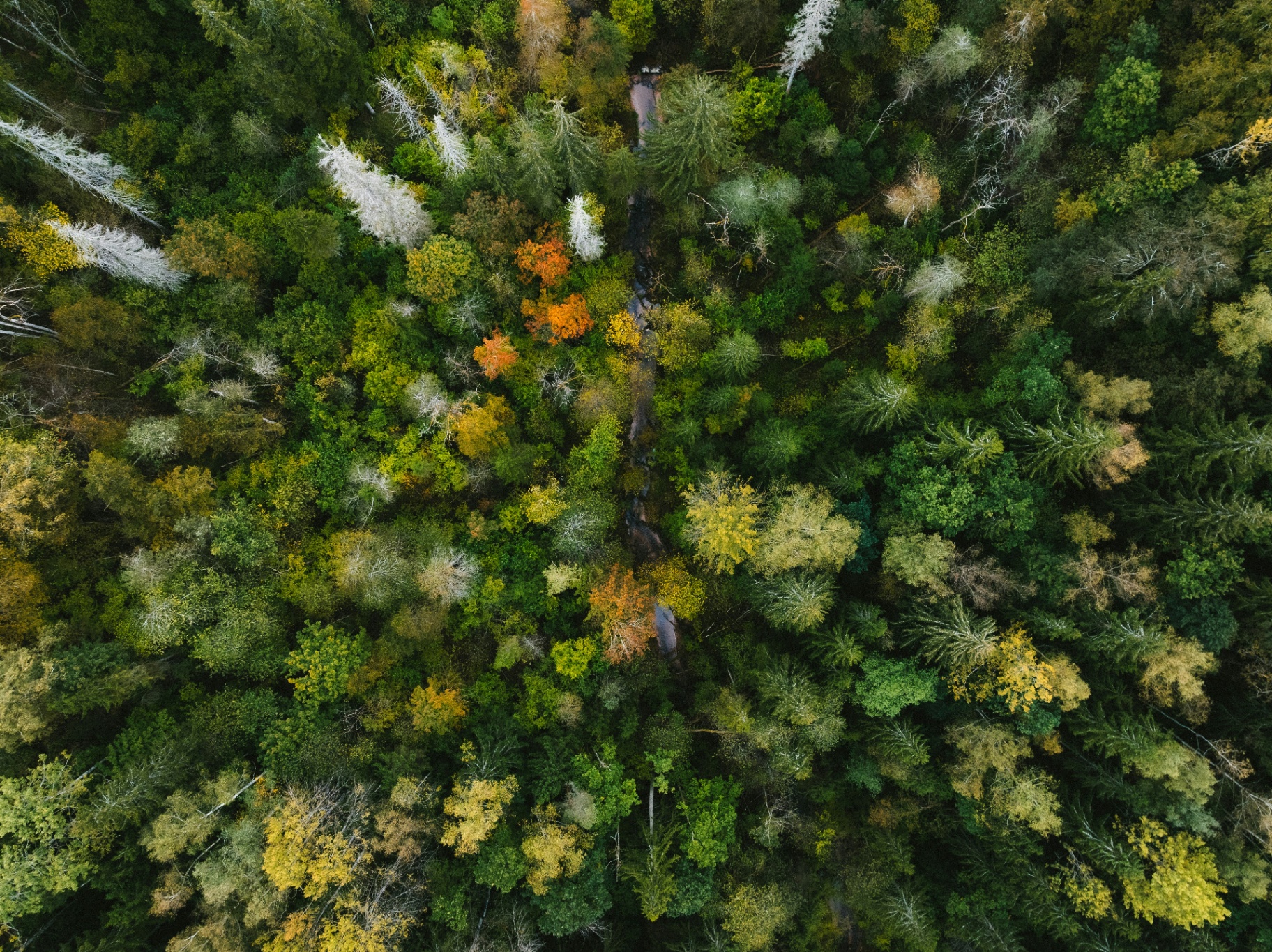 Aerial view of a green forest canopy with a stream